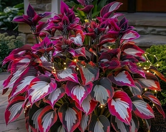 200+ seltene rote weiße Hosta-Samen variierende Schatten mehrjährige exotische Gartenpflanze