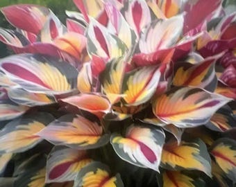 Rot Gelb Hosta Samen Schatten liebende mehrjährige bunte Gartenpflanze einfach wachsen