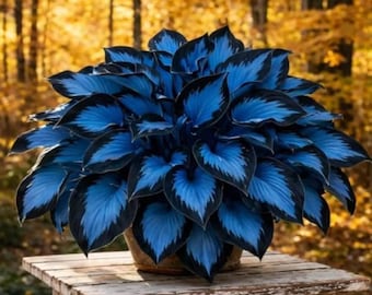 200 blau schwarze Hosta Samen Seltene Schatten Gartenpflanze