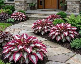 Seltene lila rosa Hosta Samen 200 Exotic Schattenpflanze