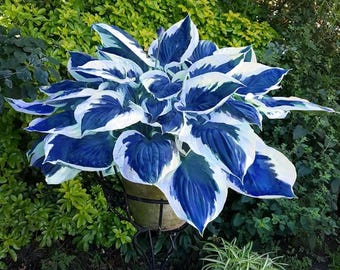 Blue Hosta Samen 200 - Schattenliebende Staude, seltene blaue Laubpflanze