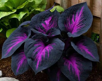 200Schwarz Funky Samen Neon Lila Center Shade mehrjährige einzigartige Gartenpflanze