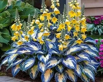 Bunte Hosta Samen Golden Bells Shade mehrjährige einfach wachsen Gartenpflanze
