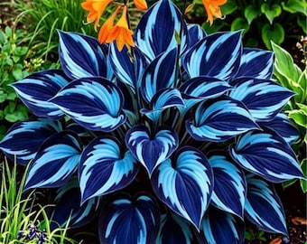 Blaue Hosta-Samen 200er-Packung - Mehrjährige Schattengartenpflanze, einfach wachsen