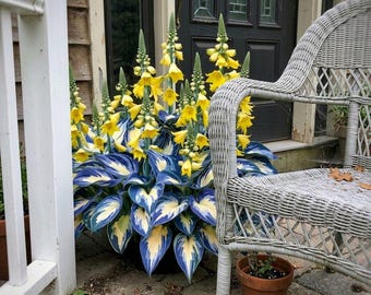 Seltene Funkie Samen | Gelbe Blumen, schattige mehrjährige Pflanze, exotisches Gartenlaub