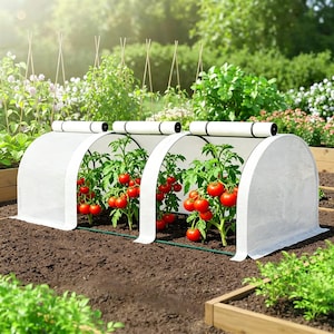 Peut inclure: Scène de jardin avec trois petites serres blanches arquées protégeant des plants de tomates chargées de tomates rouges mûres. Les structures sont installées dans de la terre sombre, avec un fil de support vert. L'arrière-plan comprend d'autres plantes.