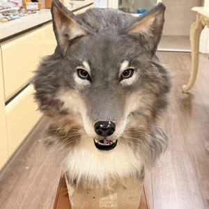 Puede incluir: Una escultura realista de cabeza de lobo con texturas de pelaje gris, marrón y blanco, orejas puntiagudas, ojos oscuros, nariz negra y boca abierta que muestra los dientes. La cabeza está montada sobre una base rectangular con detalles faciales.