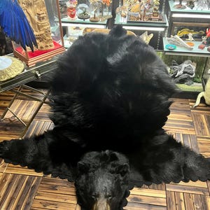 May include: A black bear rug with the bear's head and paws visible. The rug is made of thick, dark fur and is displayed on a wooden floor. The bear's head has a detailed face with open mouth.