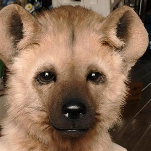 May include: A close-up of a hyena mask with a realistic design. The mask features a light brown fur texture, dark brown accents around the eyes and nose, and large, rounded ears. The eyes are dark and expressive, and the nose is black.