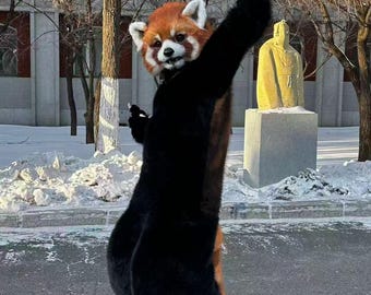 Handmade Red Panda Fursuit, Realistic Animal Cosplay Costume, Halloween Party Wear