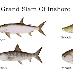 May include: Illustration of four fish species commonly caught in inshore fishing: Tarpon, Snook, Bonefish, and Permit.  The fish are depicted in a realistic style with detailed markings and colors.