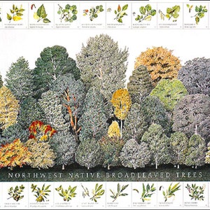May include: A poster illustrating a variety of Northwest native broadleaved trees. The poster features a detailed illustration of a forest with different types of trees, including maple, oak, and alder. The poster also includes a key with illustrations and descriptions of each tree species.