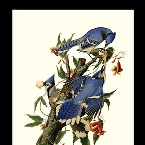 Bird Print | Blue Jay Audubon  | Bird Wall Art Decor
