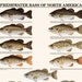 see more listings in the Fish Poster section