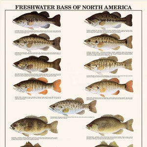 Affiche de poisson | Tableau d'identification du bar d'eau douce | Décoration murale des pêcheurs Gamefish