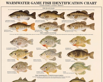 Warmwater Game Fish Poster, Identification Chart and Fishermen Guide