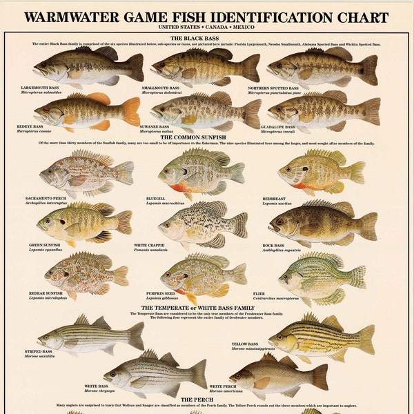 Warmwater Game Fish Poster, Identification Chart and Fishermen Guide