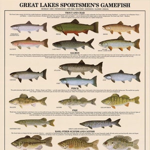 Great Lakes Fish Poster, Identification Chart and Fishermen Guide