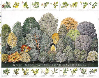 May include: A poster illustrating a variety of Northwest native broadleaved trees. The poster features a detailed illustration of a forest with different types of trees, including maple, oak, and alder. The poster also includes a key with illustrations and descriptions of each tree species.