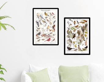 Backyard Garden Bird Wall Art Posters | Both Eastern Summer and Winter Species Identification Charts