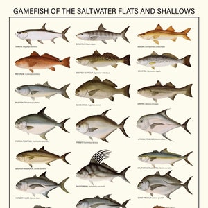 Saltwater Gamefish ID  Poster – 30 Saltwater Species Chart for Anglers, Kids & Nature Enthusiasts – Fishing Decor and Educational Guide