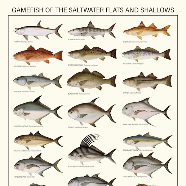 Saltwater Fish - Etsy