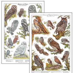 Owls Of North America Poster and Identification Chart. Mini Set Combo