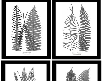 Black and White Vintage Botanical Art Prints -  Set of 4 8x10 Vintage Fern Illustrations | Wall Decor Artwork