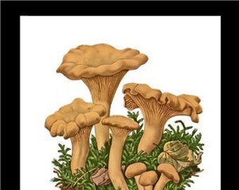 Chanterelle Mushroom Print: Vintage Botanical Illustration