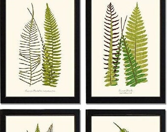 Vintage Botanical Fern Art Prints Set of 4 Ready to Mat or Frame 5x7 8x10 11x14