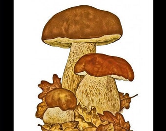 King Bolete Mushroom Print: 19th Century Vintage Illustration
