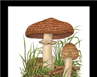 Mushroom Wall Art Print | Forest Champignon  | Vintage Botanical Illustration