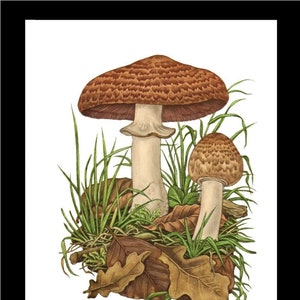 Mushroom Wall Art Print | Forest Champignon  | Vintage Botanical Illustration