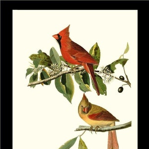 Bird Print | Northern Cardinal Audubon | Vintage Bird Wall Art