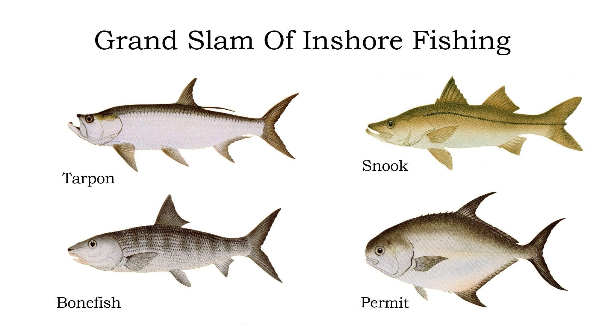 Grand Slam Fishing Notecards - Tarpon, Bonefish, Snook and Pemit - Etsy