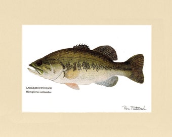 Fish Print | Largemouth Bass  - Matted and Unframed Fishing Wall Art Decor