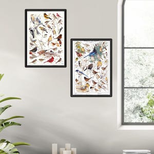 Pósters de identificación de aves de jardín / Cuadros de especies occidentales para jardines de verano e invierno