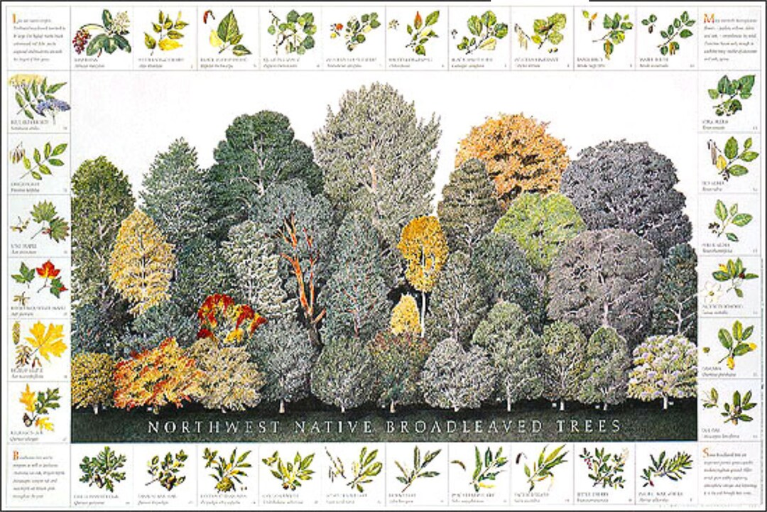 Northwest Native Broadleaved Tree Poster Identification Chart - Etsy