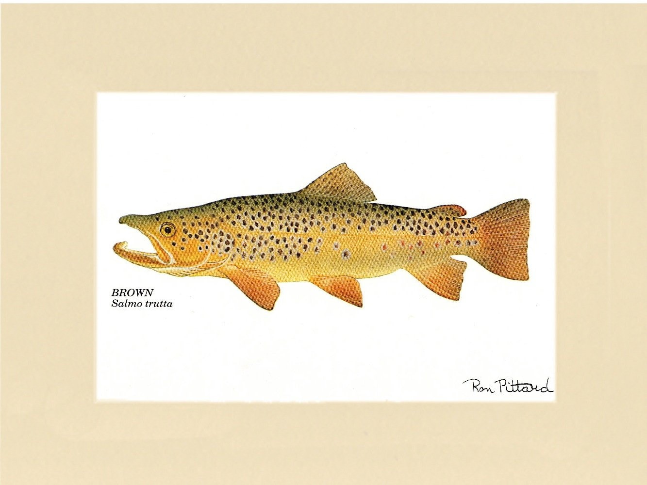 Trout Fish Print Wall Art Set Matted/Unframed Fishing Wall Etsy.de