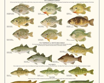 May include: A Warmwater Game Fish Identification Chart featuring detailed illustrations of various fish species including Black Bass, Sunfish, White Bass, Perch, Pike, and Catfish, with text labels for each species and family group.