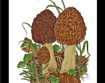 Morel Mushroom Vintage Wall Art Print