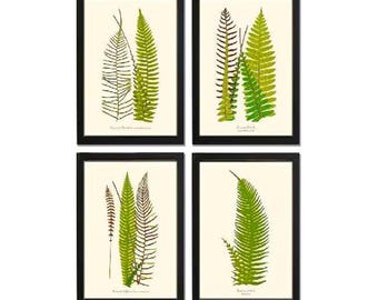 Vintage Botanical Fern Art Prints Set of 4 Ready to Mat or Frame 5x7 8x10 11x14