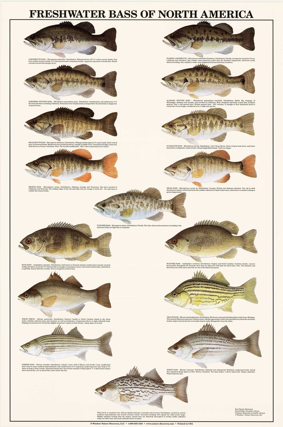 Fish Poster Freshwater Bass Identification Chart Gamefish Fishermen's Wall  Art Decor 