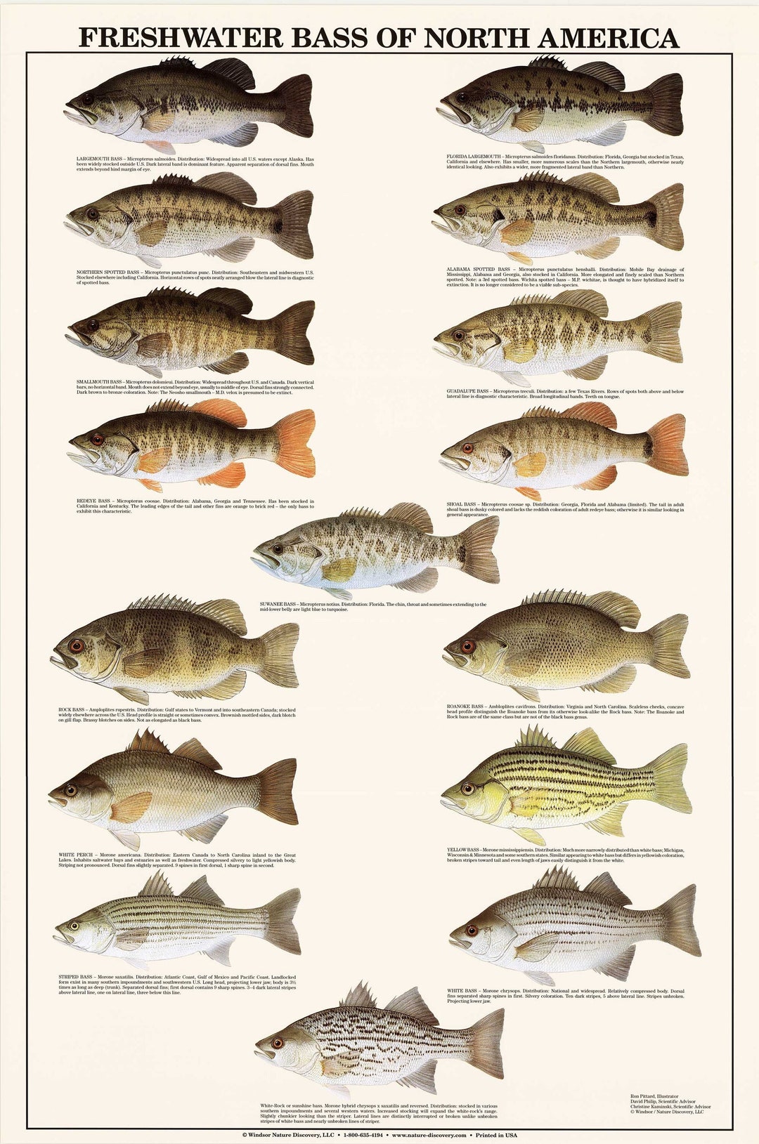 Fish Poster Freshwater Bass Identification Chart Gamefish Fishermen's Wall  Art Decor -  Canada