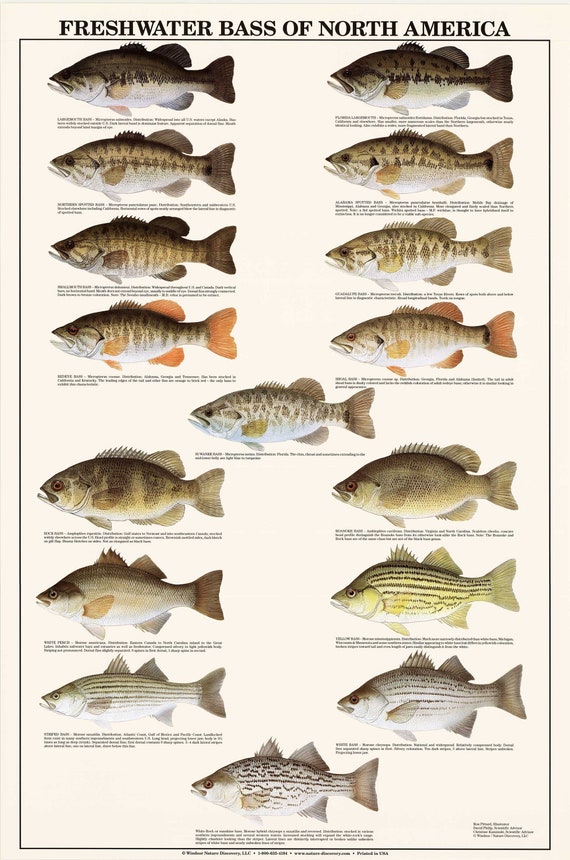 Fish Poster Freshwater Bass Identification of North America Etsy