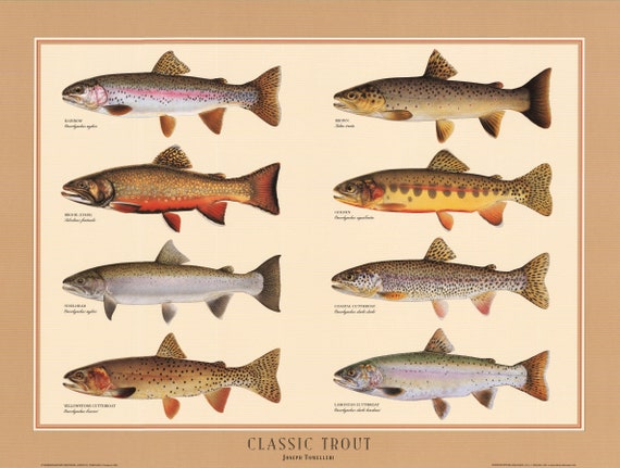 Affiche Déco Vintage - Surmullet Capitaine Poisson - Thème Pêche - Taille Au Choix