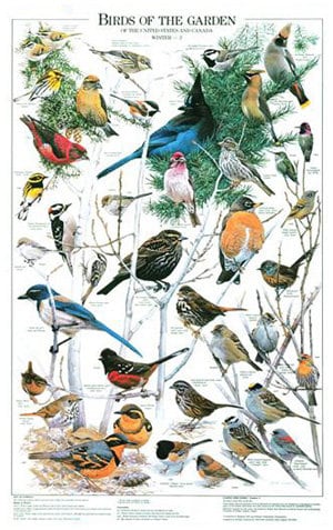 Backyard Bird ID Charts | Summer and Winter Garden ( Western or Eastern ...