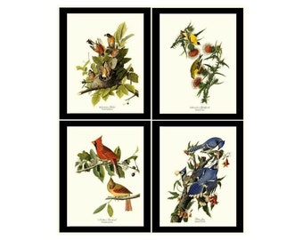 Vintage Audubon Wall Art Bird Prints | Matching Set of 4 Audubon Illustrations
