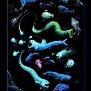 Deep Sea Creatures Poster - Ocean Life Educational Chart