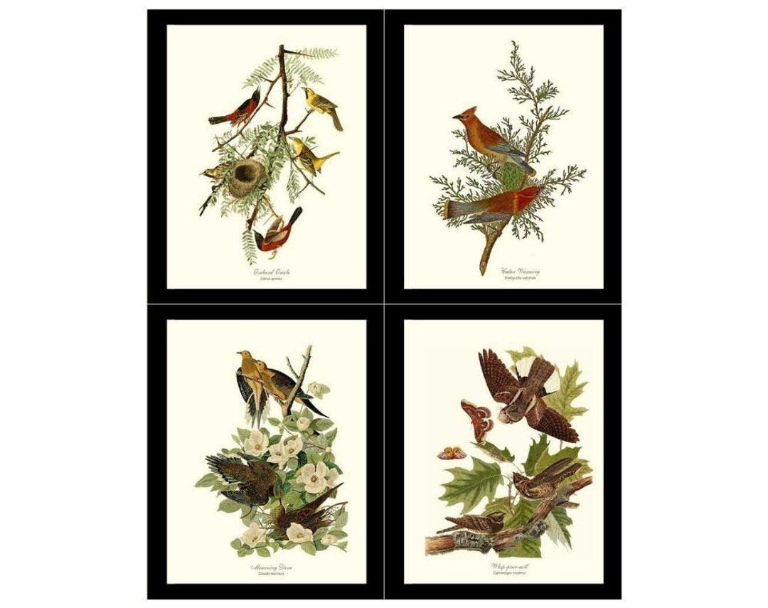 Audubon Brown Bird Wall Art Prints | Matching Set of 4 Framed or Matted ...